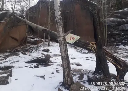 В Красноярске воскресный ураган повалил множество деревьев в нацпарке Столбы