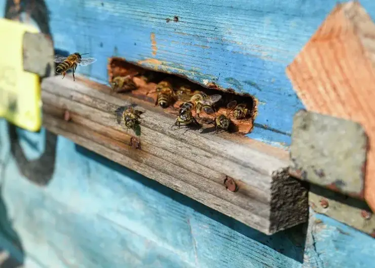 В Томской области создадут единый информационный портал для пчеловодов