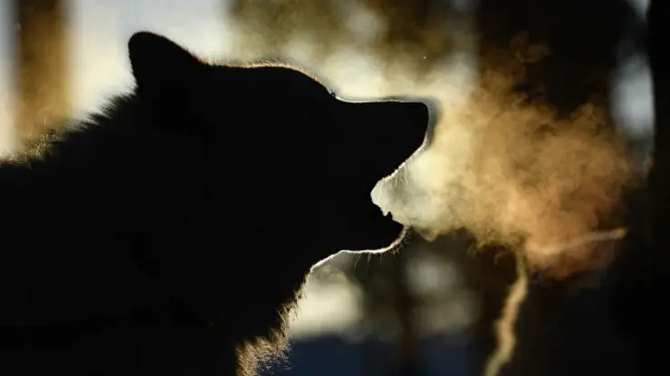 За три месяца собаки покусали около 700 жителей Красноярского края