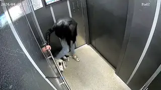 Красноярка избила собаку в лифте дома на Мате Залки