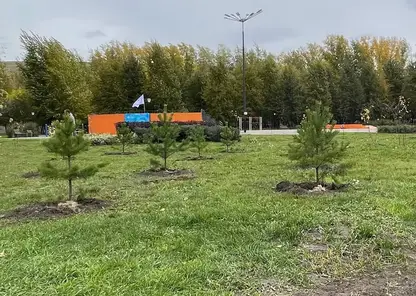 Около 1200 деревьев высадили в Красноярске за сутки