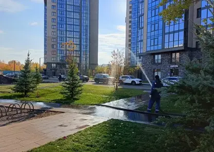 Более 5000 деревьев высадили в Красноярске за неделю
