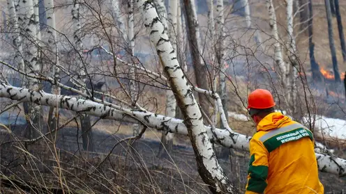 Перед началом лесопожарного сезона в Красноярском крае проверяют арендаторов земель