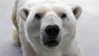 На севере Якутии специалисты нашли около 60 белых медведей
