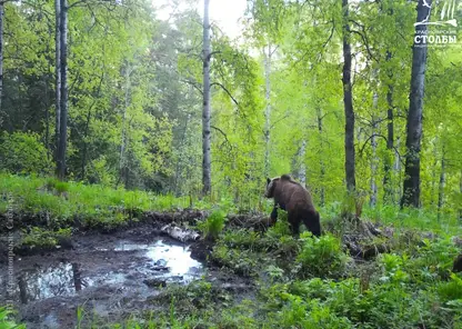 В Красноярске продлили запрет на посещение «Диких Столбов» из-за активности медведей