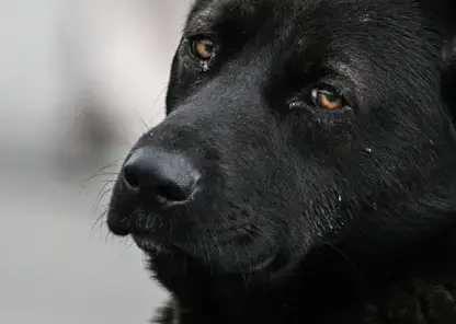Новосибирцы вышли на митинг против эвтаназии бездомных собак