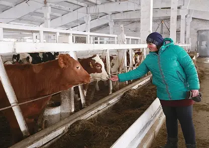 Молочным хозяйствам Красноярского края выделят 329,5 млн рублей субсидии