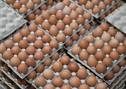 Правительство РФ утвердило постановление о беспошлинном ввозе куриных яиц