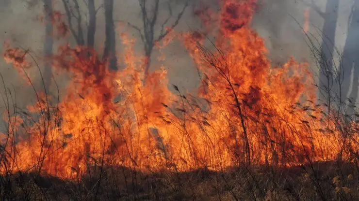 В Красноярском крае за сутки потушили 30 лесных пожаров