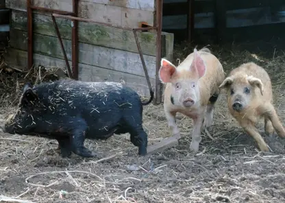 В Красноярском крае будут судить фермера за распространение африканской чумы свиней