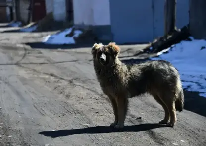 Бродячая собака покусала 10-летнего школьника в Красноярском крае