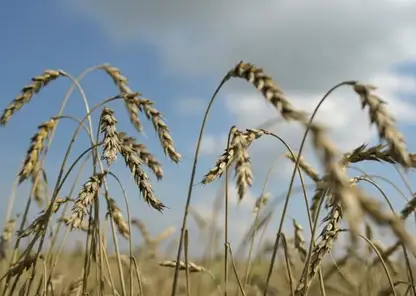 Экспорт зерна и масличных культур из Красноярского края в этом году составил 280 тысяч тонн