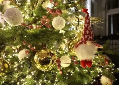 Красноярцам дали советы по выбору живой новогодней елки