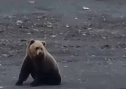 В Норильске застрелили вышедшего к людям медведя