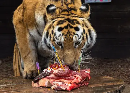 В Красноярске в «Роевом ручье» отпраздновали юбилей уссурийского тигра