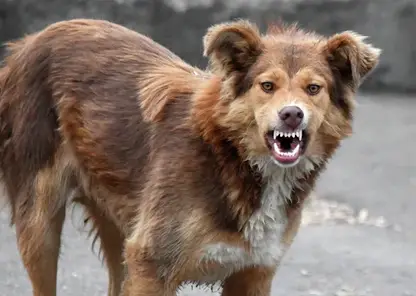 Узаконить эвтаназию бездомных собак предложили в Заксобрании Красноярского края